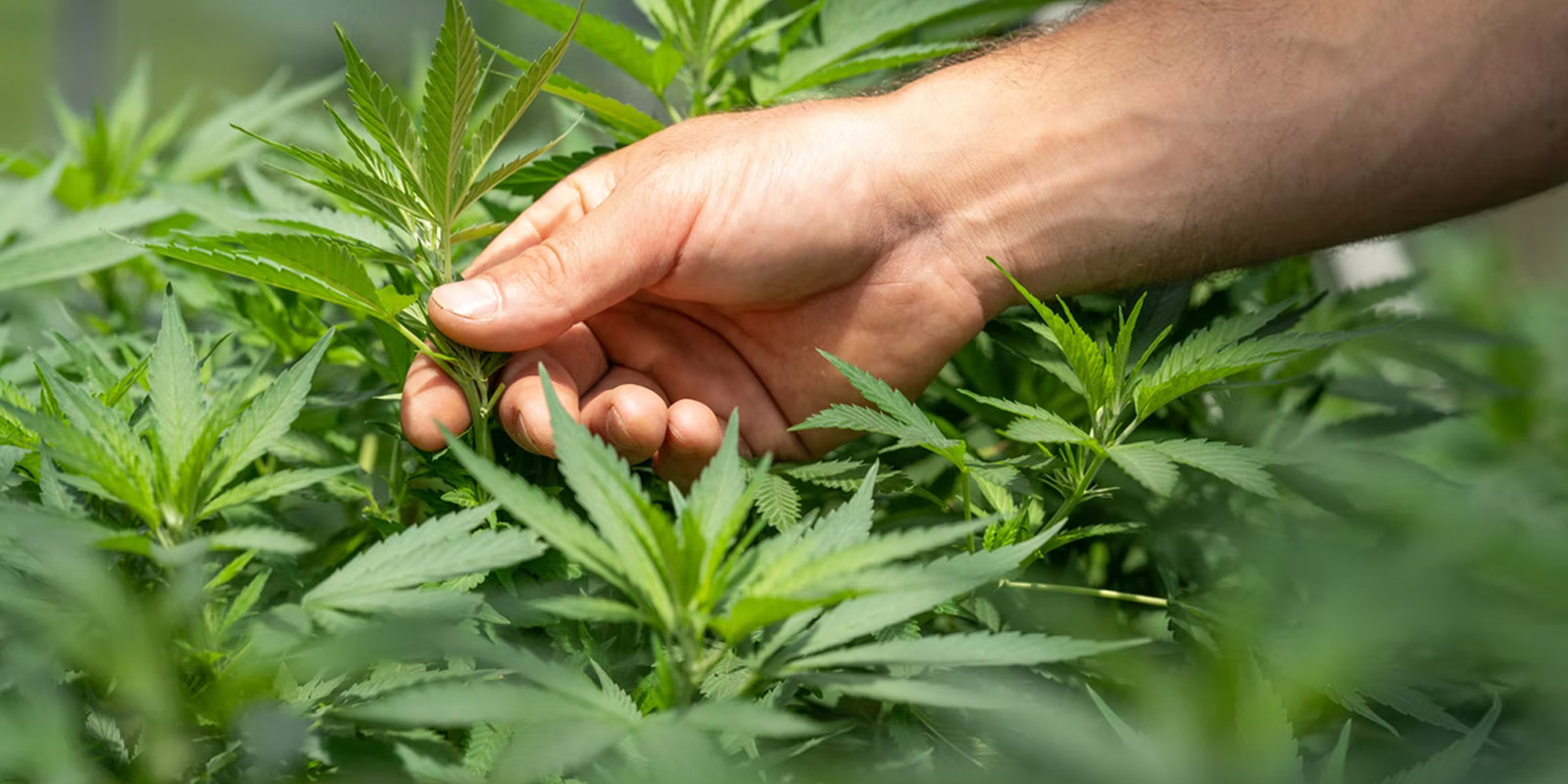 Close up of hand touching cannabis